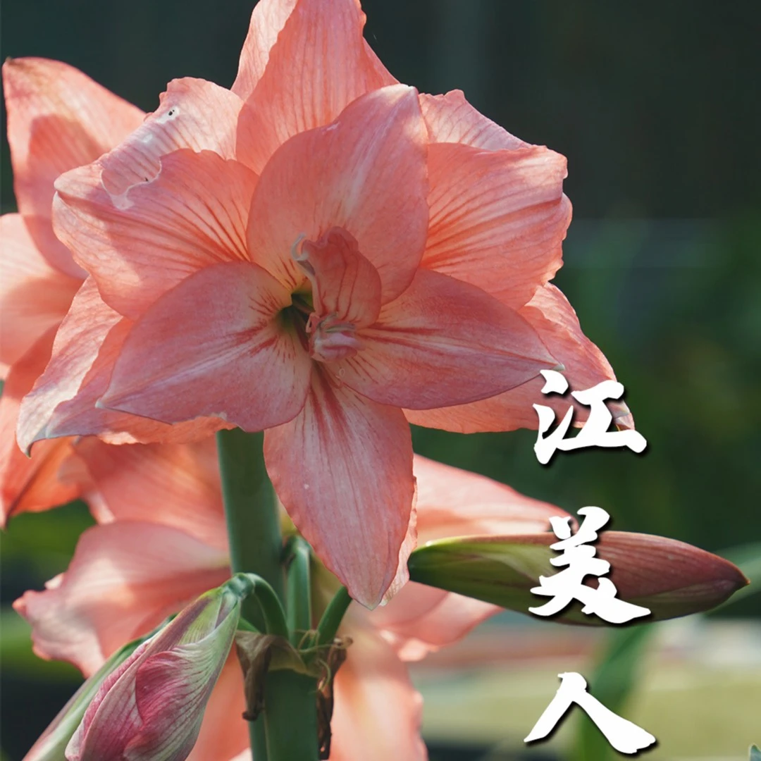 僵尸6cm 南非朱顶红花园植物皮实易养庭院阳台江美人