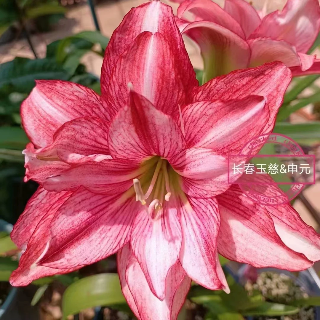 长春玉慈1.5-2cm 台湾朱顶红自然球对版花园植物皮实易养庭院阳台