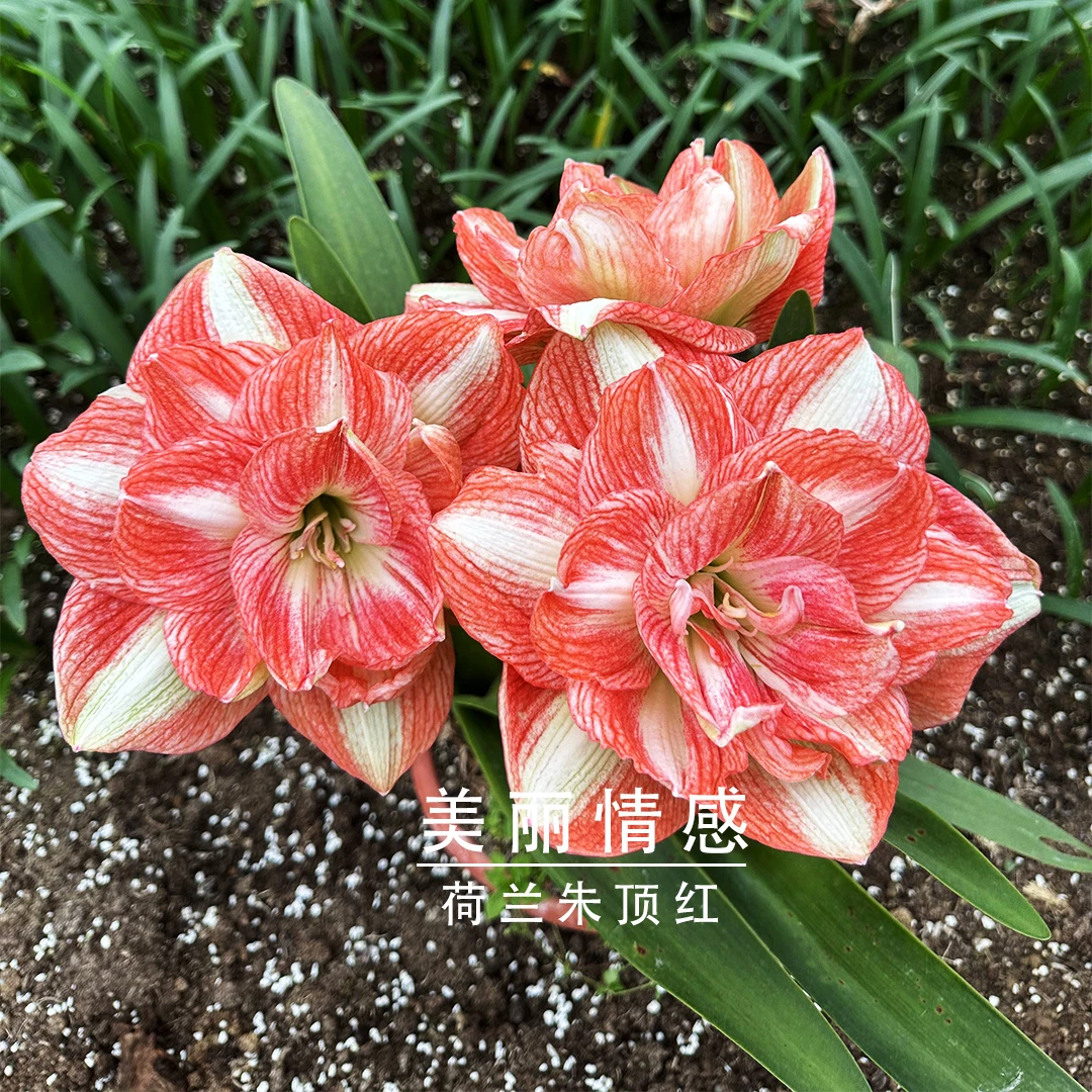 美丽情感  荷兰进口球对版花园植物皮实易养庭院阳台重瓣大花