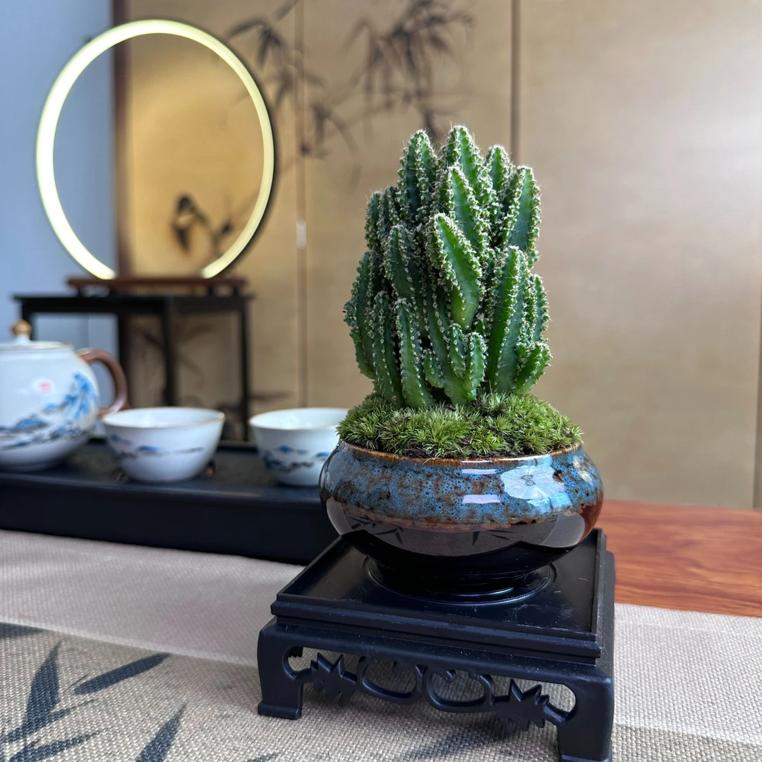 万重山仙人掌造型盆景多肉绿植办公司桌面防辐射书房桌面摆件花卉