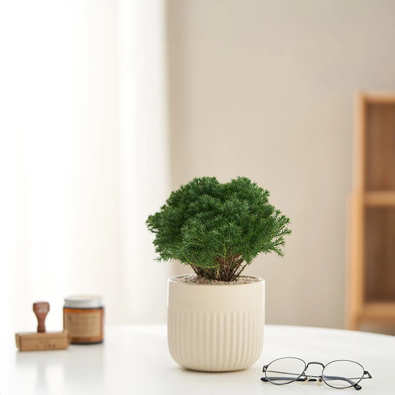 雾凇盆栽客厅办公室桌面绿植小盆景净化空气四季常青易养活放青松