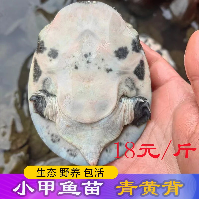 甲鱼苗鲜活甲鱼包活青黄背黑花黑背鳖苗