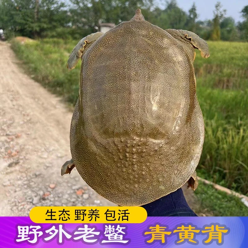水库野养原生态老甲鱼鲜活