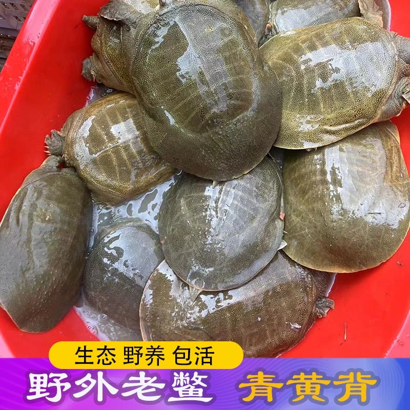 3只共3.5斤鲜活母甲鱼包活青黄背老鳖