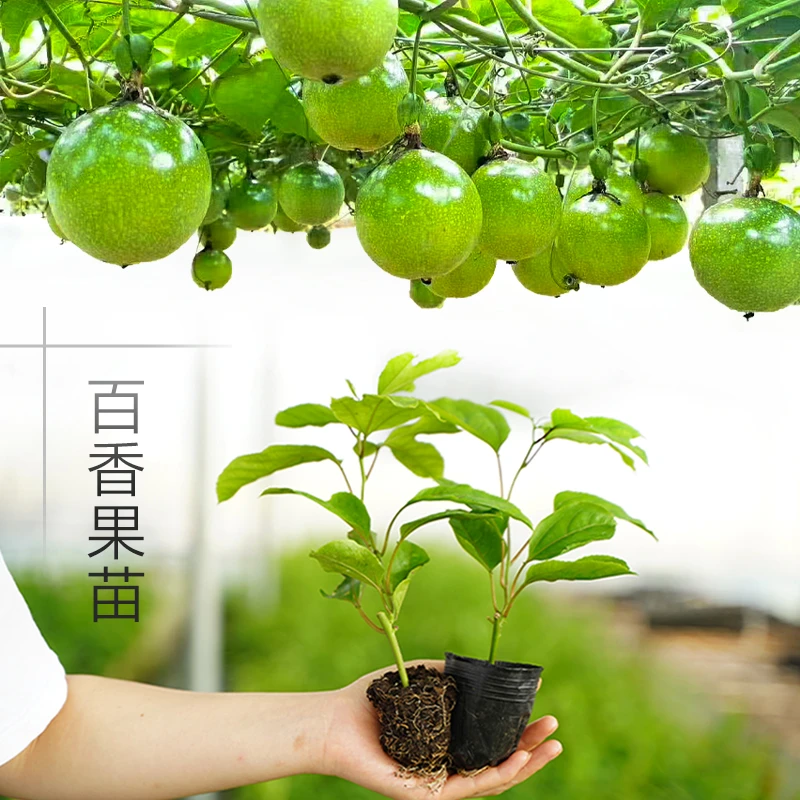 百香果树苗黄金百香果树台农一号鸡蛋果爬藤四季结果