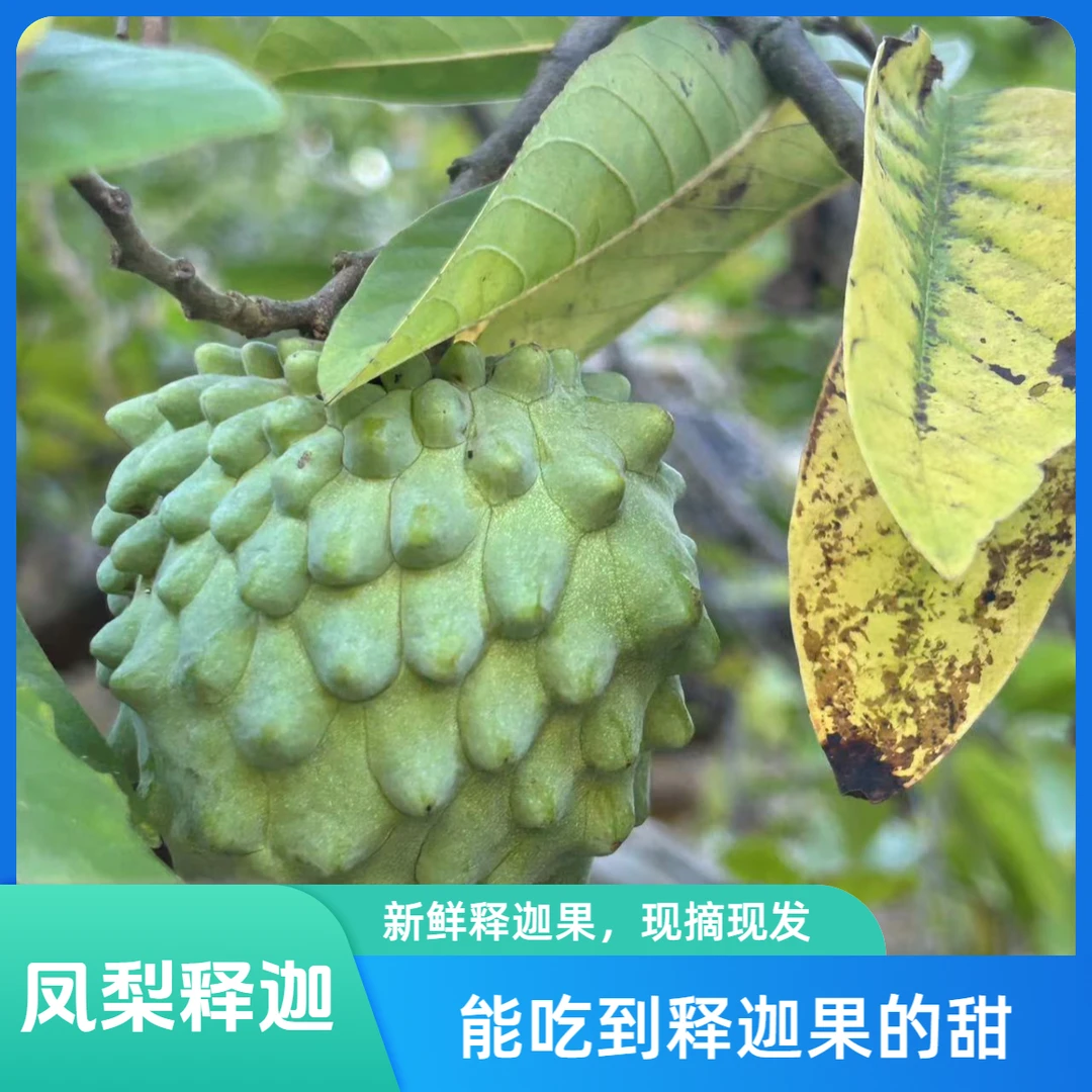 {大果}热带高端稀有水果云南新鲜采摘大目释迦果凤梨冰淇淋奶油
