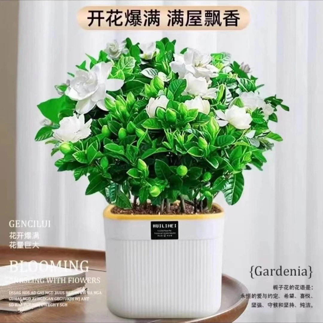 丛生栀子花盆栽花卉植物室内带花苞大苗四季好养