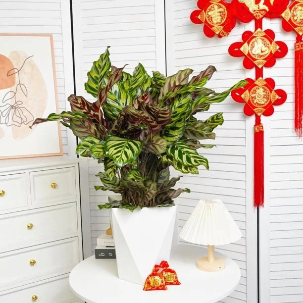 孔雀竹芋【41-50cm】彩色紫背土培植物猫眼竹芋室内花卉净化空气