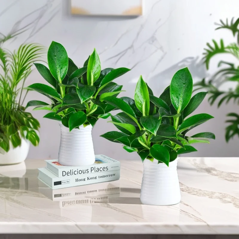 【买一送一】3苗大叶金钻绿公主室内办公桌面夏天美观盆栽配盆好养j