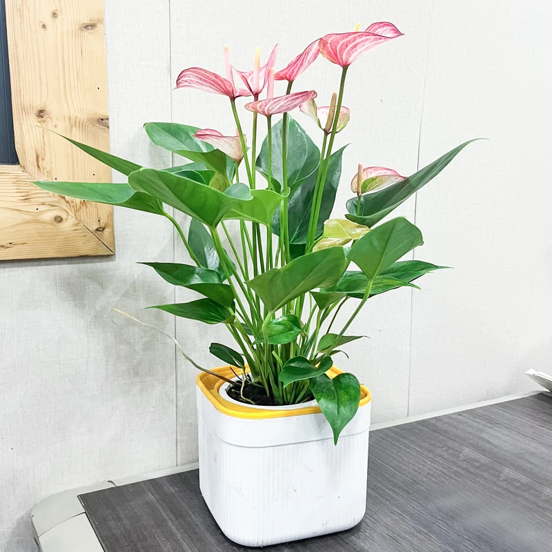 高颜值【油画粉掌红利维姆】2-3苗4-8个花红掌盆栽花卉(可拆苗水培)