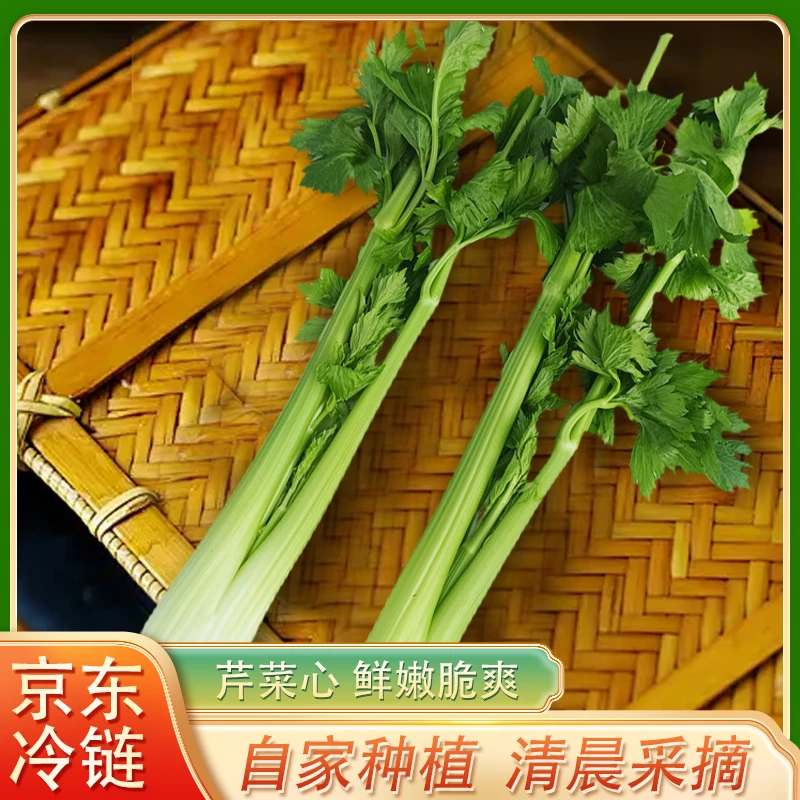 西芹 芹菜芯 高端食材 高档酒店 生吃 脆嫩爽口 现摘现发新鲜蔬菜