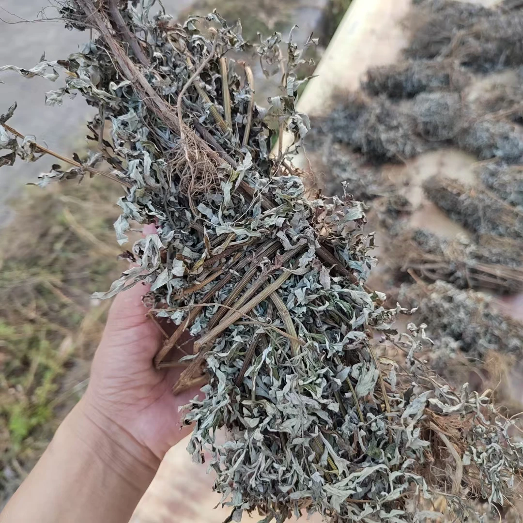艾草野生艾叶艾草艾叶干