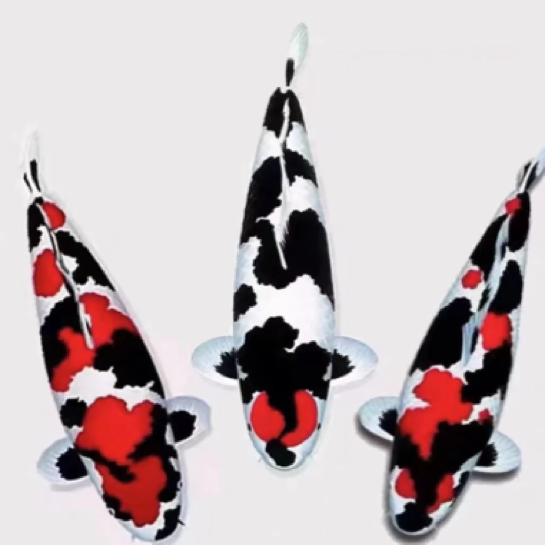 日本纯种锦鲤，体型壮硕，成长性强。