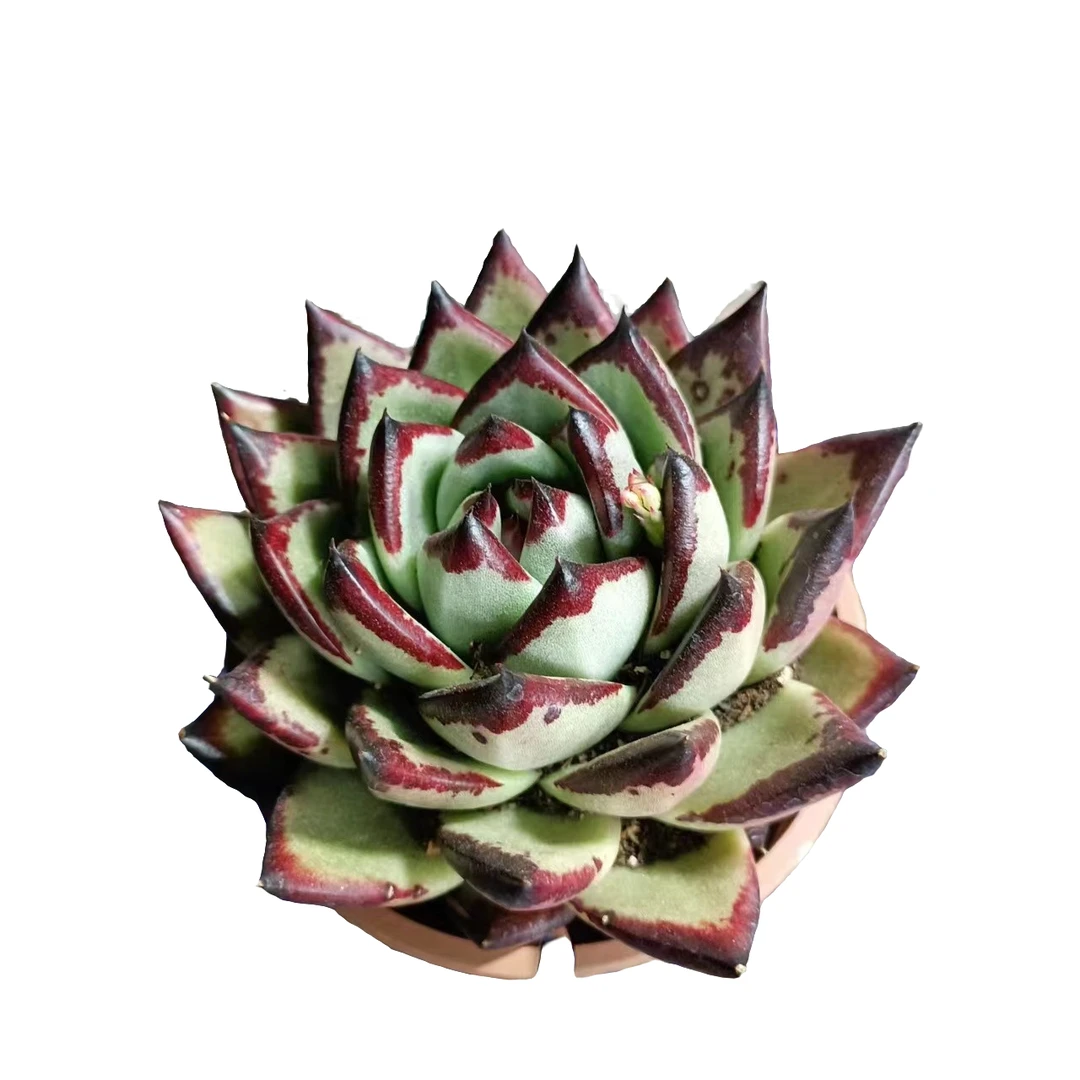 大魔王多肉产自云南昆明鹏哥多肉基地质量保证好养好活价格好老桩