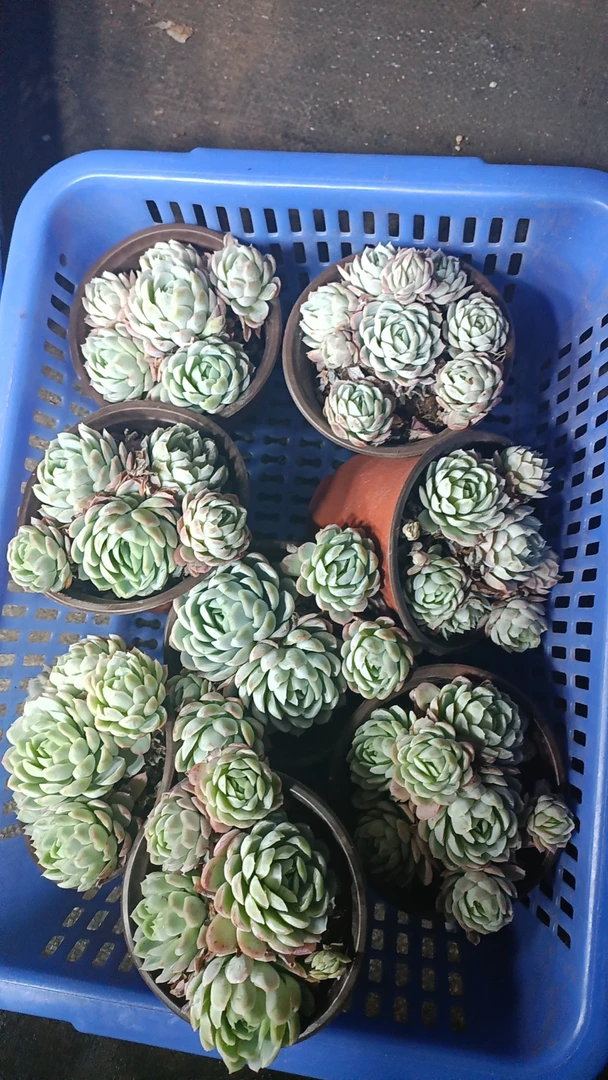 冰梅满9.9包邮 多肉植新手必备阳台庭院好养实物以直播间为准