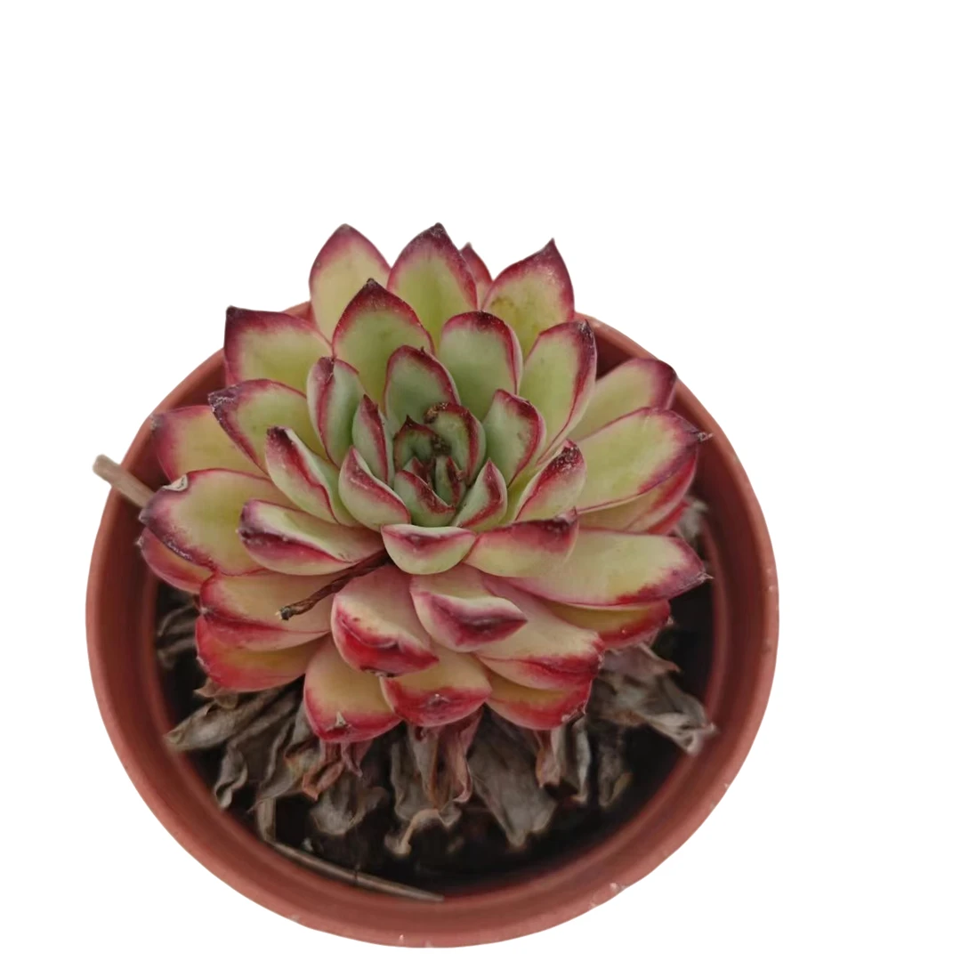 肉酱玫瑰  满 9.99包邮  星花怒放 阳台 露台 办公室绿植植