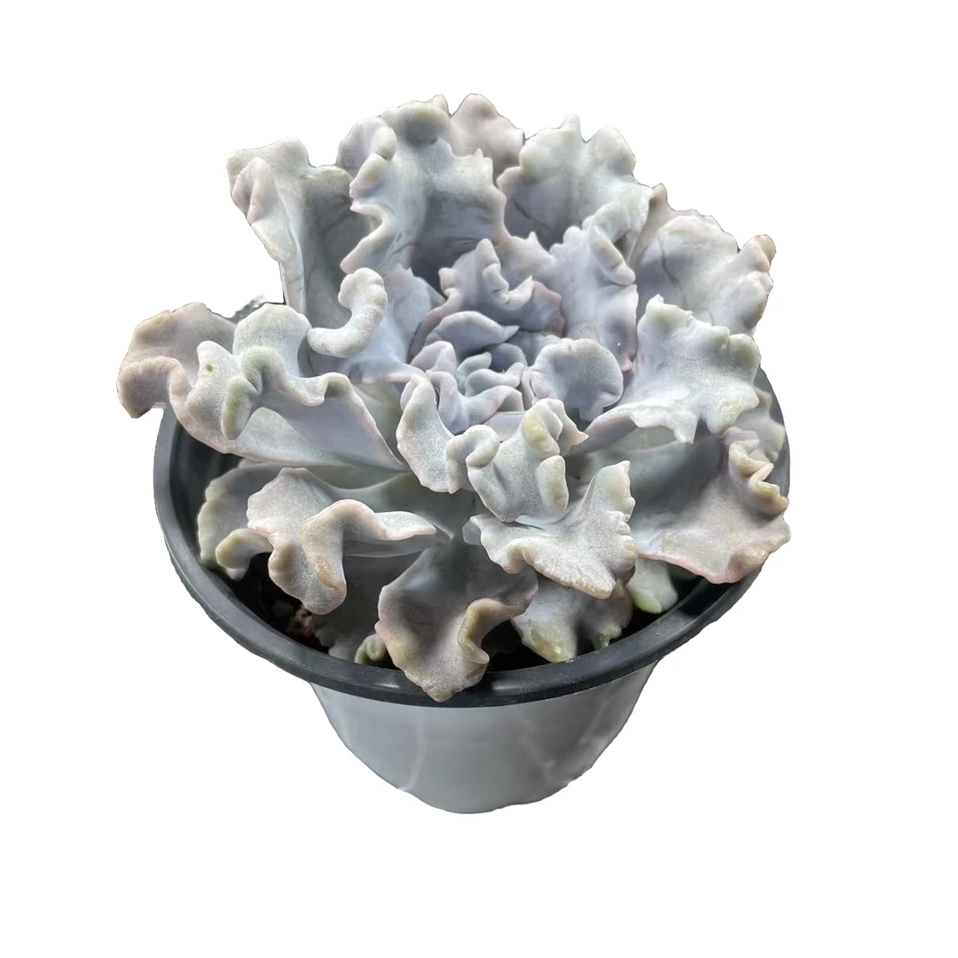 白饺子皮＋朱砂痣脱土发货多肉植新手必备脱土裸跟发货实物