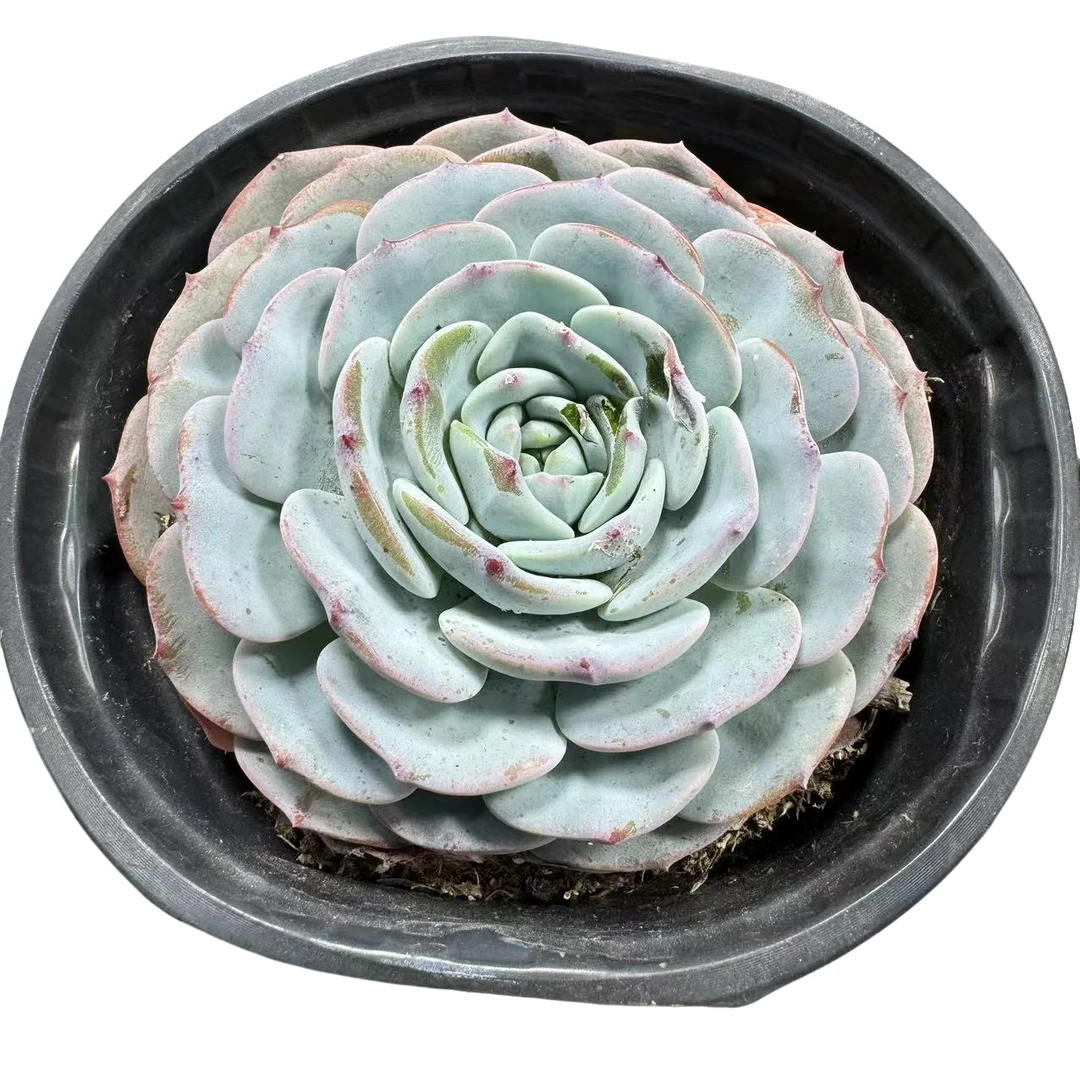 博朗峰 脱土发货   星花怒放  阳台  露台 办公室绿植植