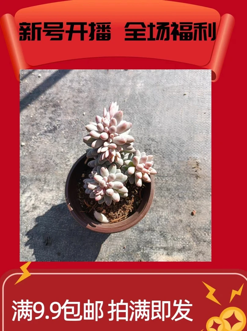 婴儿手指  满9.99包邮  星花怒放 阳台 露台 办公室绿植植