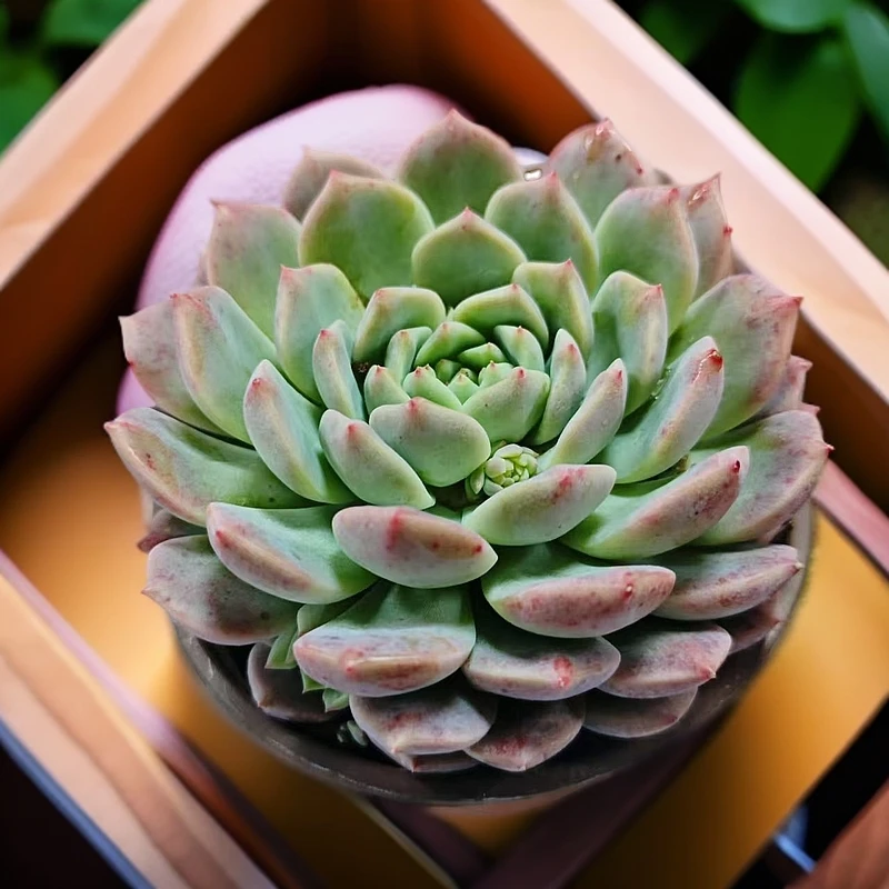 霜花多肉植物（脱土发货）阳台露台办公室绿植植新手好养好活