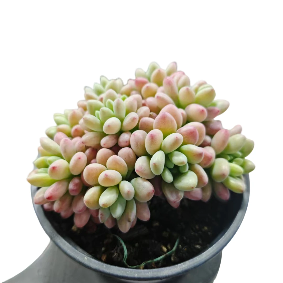 洛可可（鱼子酱）  脱土发货     星花怒放 阳台 露台 办公室绿植植