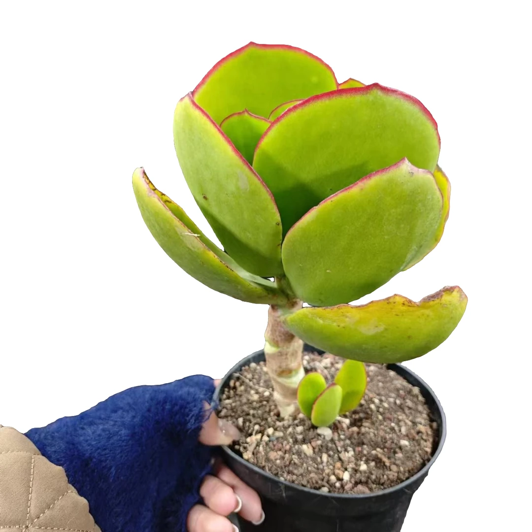 云南高山多肉(青梅)脱土发货多肉绿植 15包邮多肉基地直发