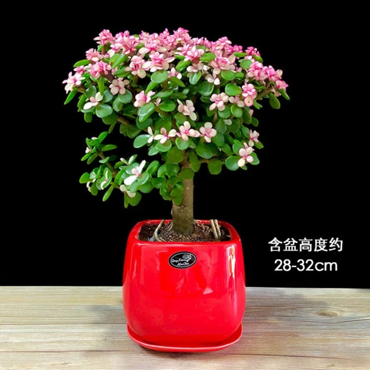 金枝玉叶盆栽老桩造型多肉粉色植物好养绿植肉肉花卉雅乐之舞好养