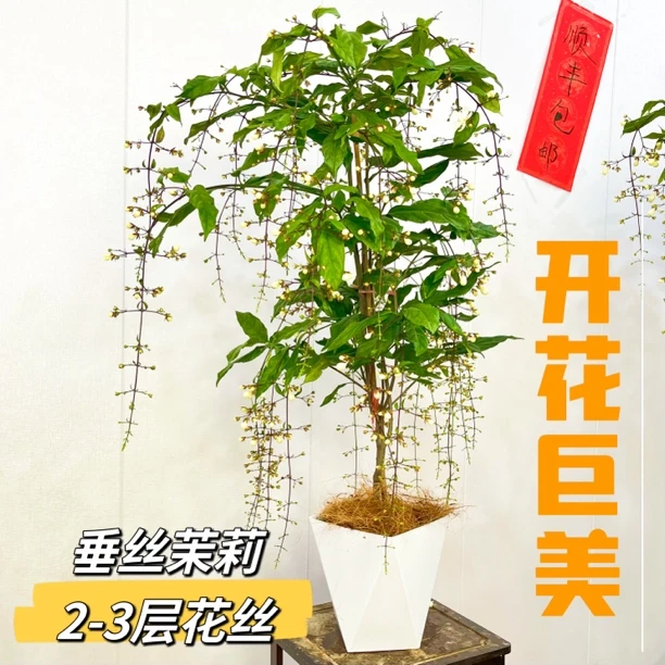 垂丝茉莉盆栽带花苞老桩客厅绿植阳台四季开花泰国垂吊植物茉莉花