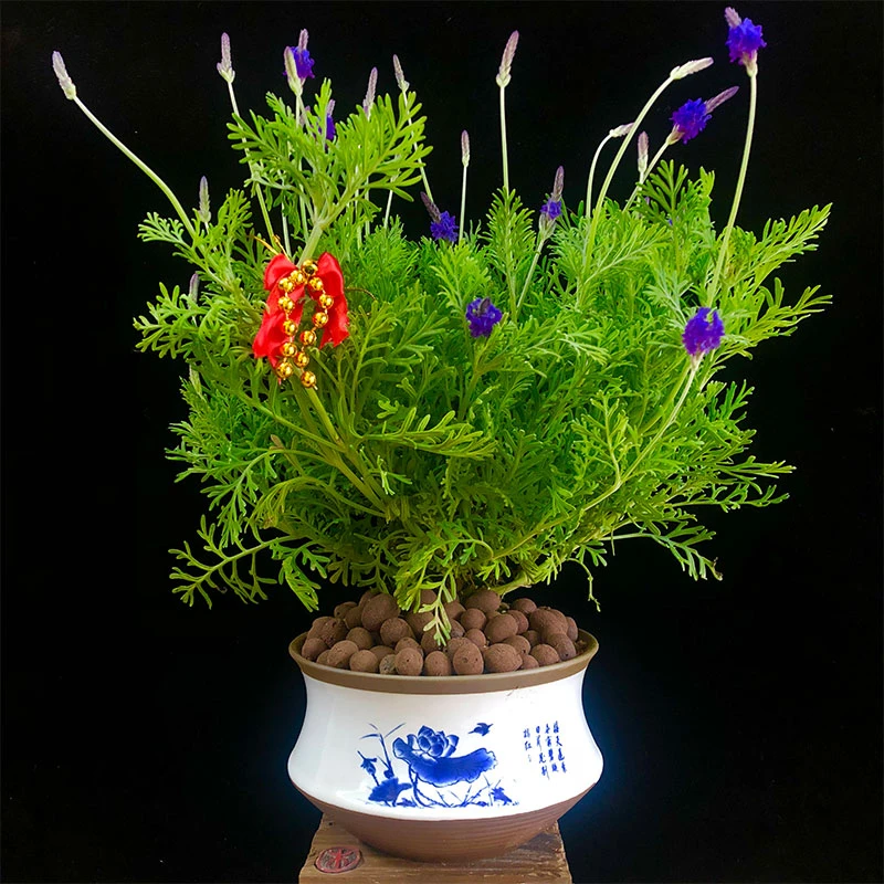 薰衣草盆栽苗羽叶植物室内四季绿植驱蚊带花观花有香味的花卉浓香
