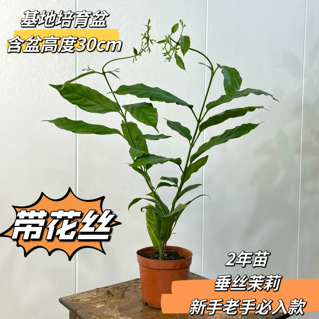 垂丝茉莉小苗带花苞老桩客厅绿植阳台四季开花泰国垂吊植物茉莉花