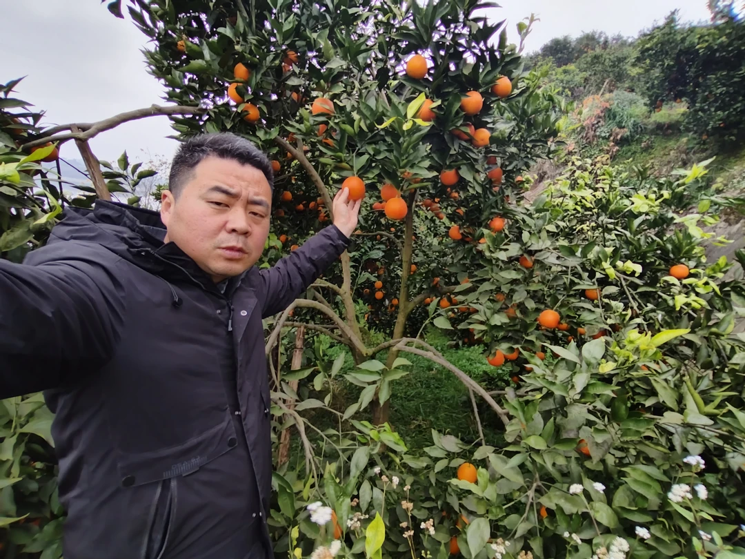 胆大包地的涛哥家长寿湖血橙20斤(礼品箱)大果70-80mm天然自然