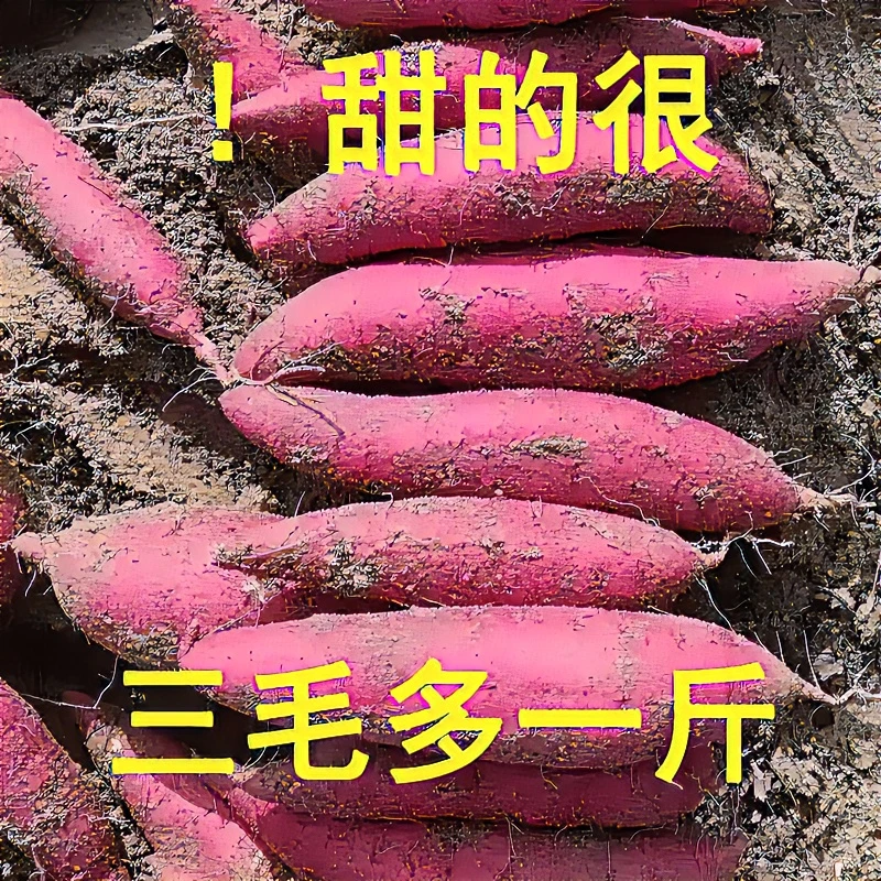 【超低价】超甜沙地蜜薯1/5/9新鲜红薯地瓜番薯蔬菜沙地红薯香甜软