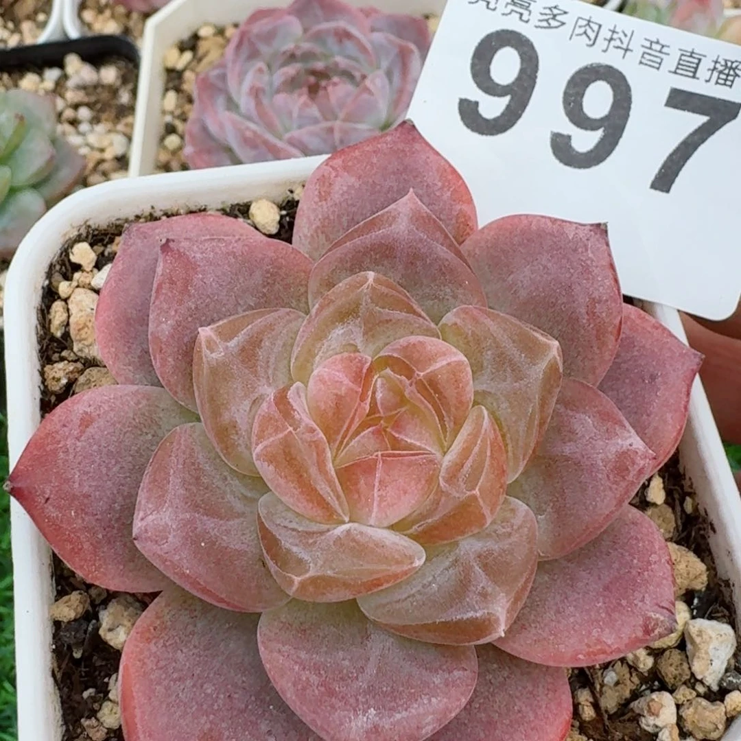 灯芯琥珀         精品多肉