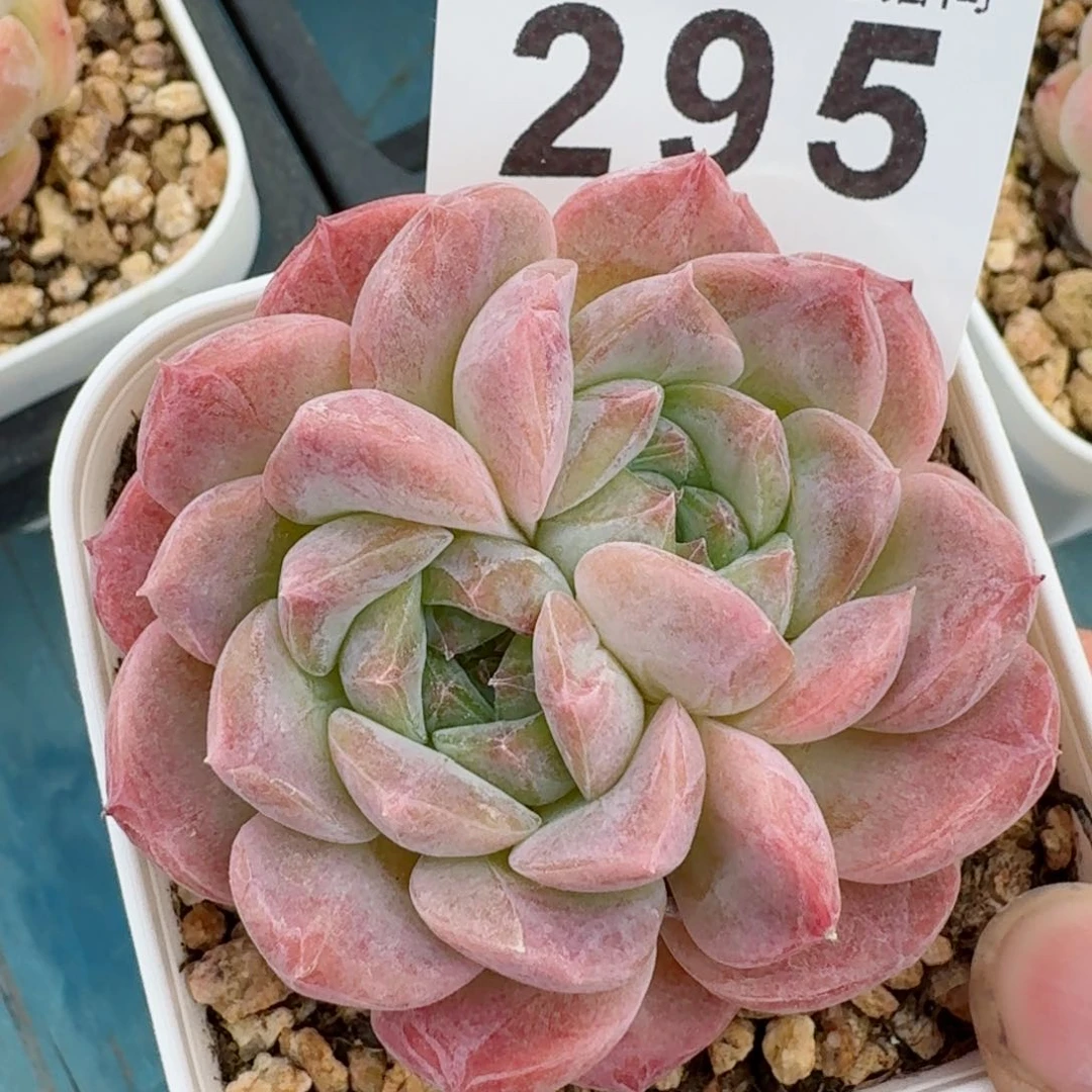 梦糖         精品多肉