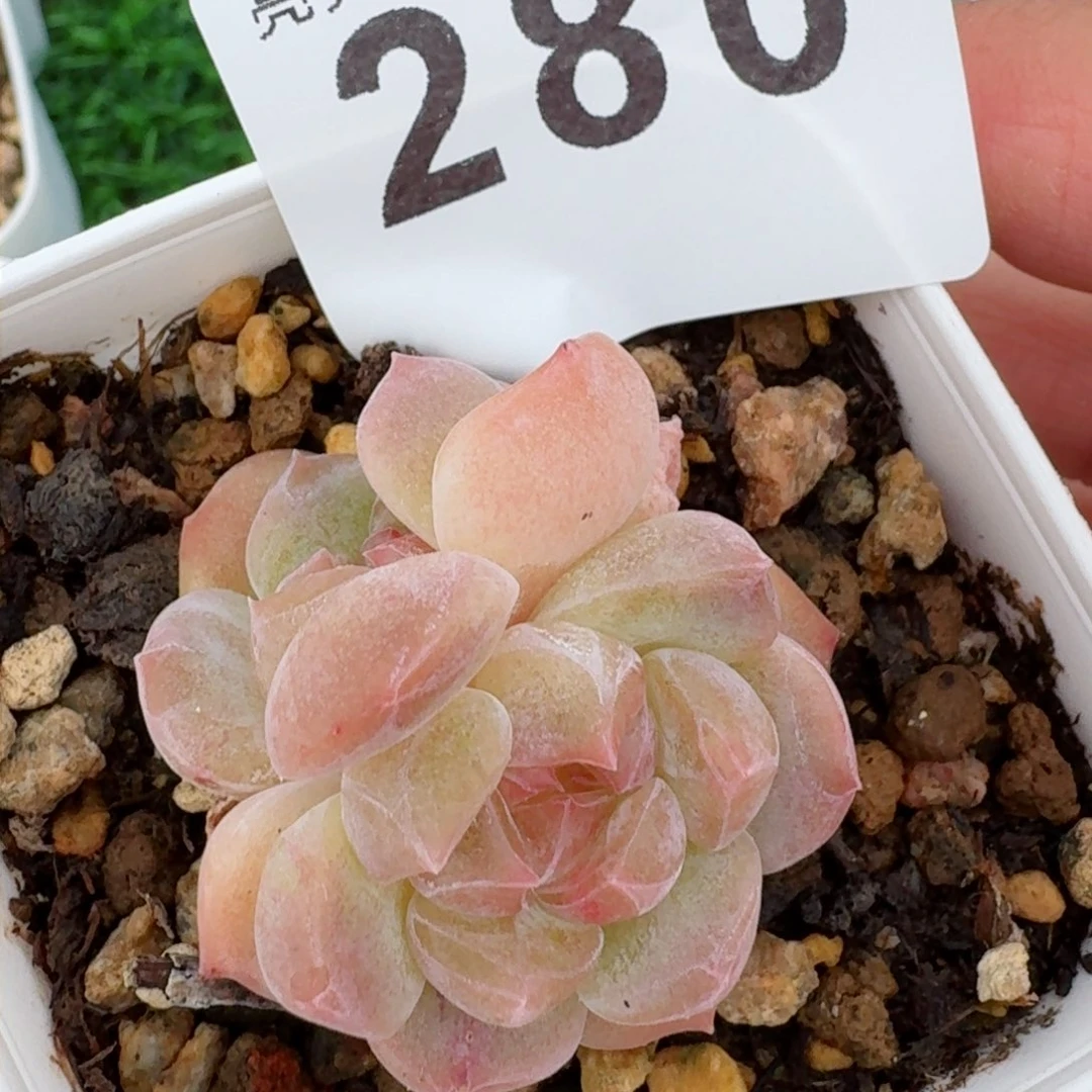 糯冰         精品多肉