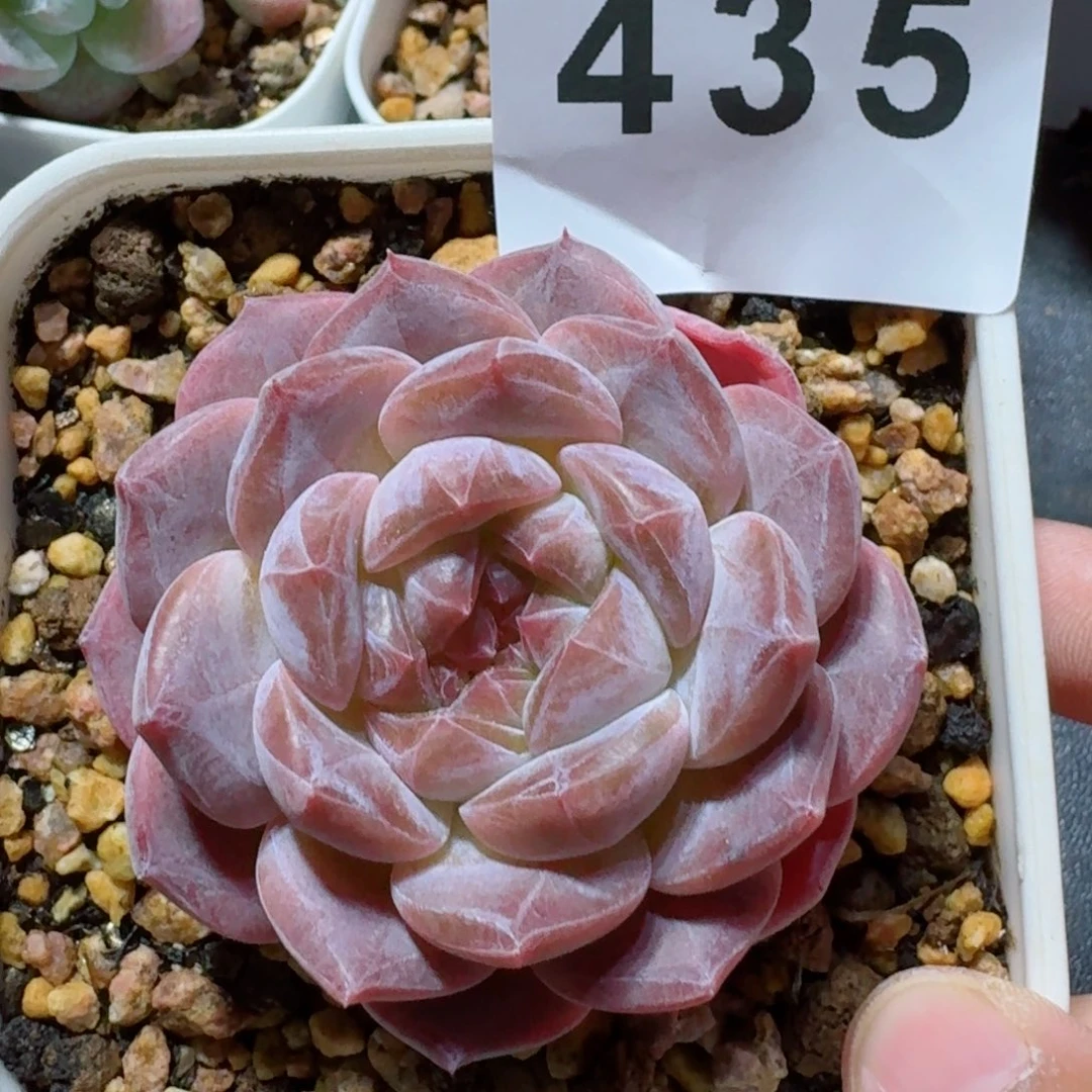 粉糯冰魄         精品多肉