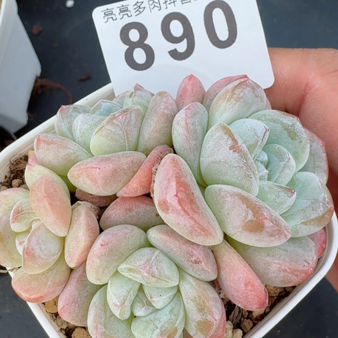 冰玉群生整装无砍模特同款