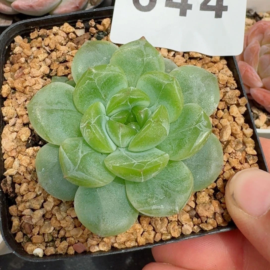 甜心         精品多肉