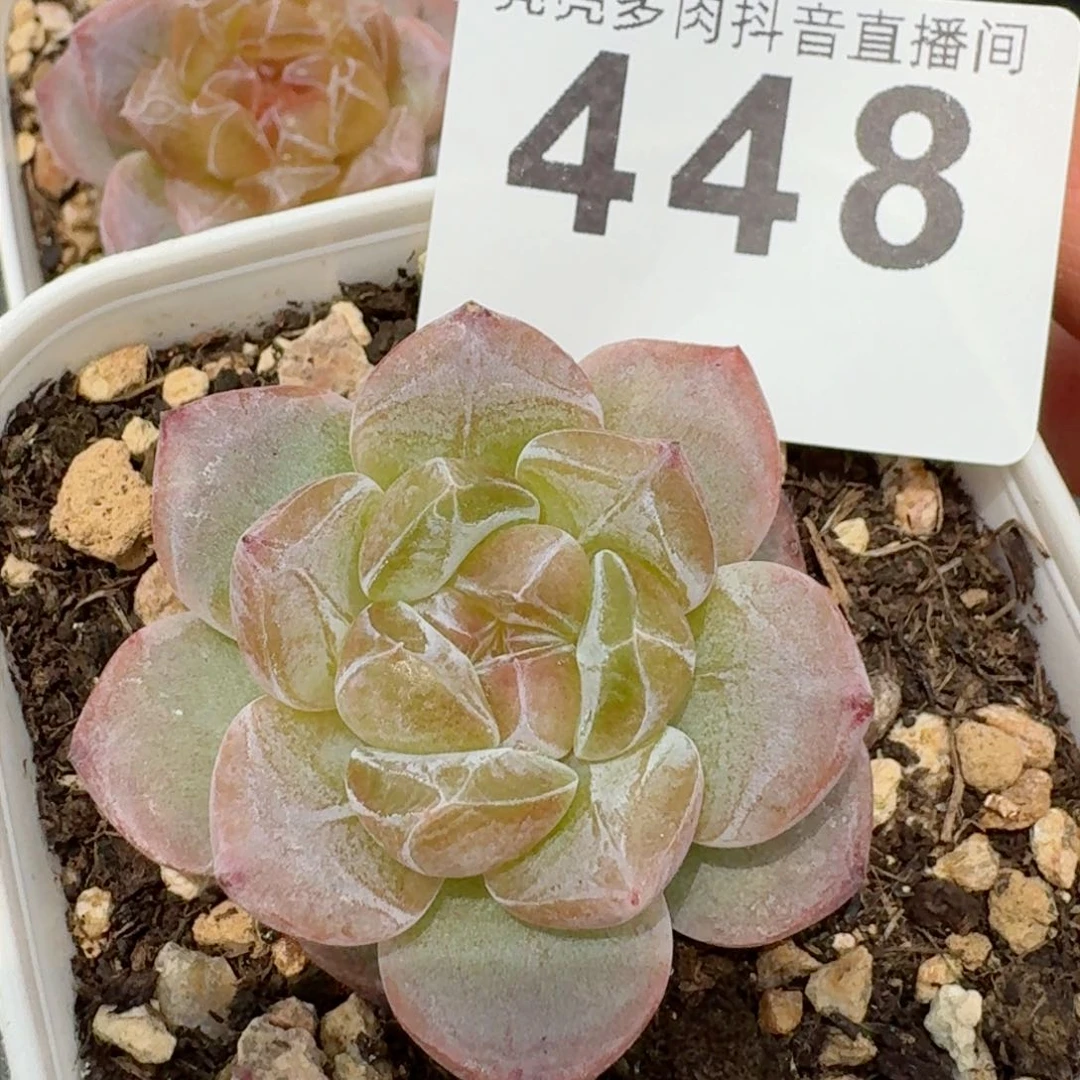 琉璃冰魄         精品多肉