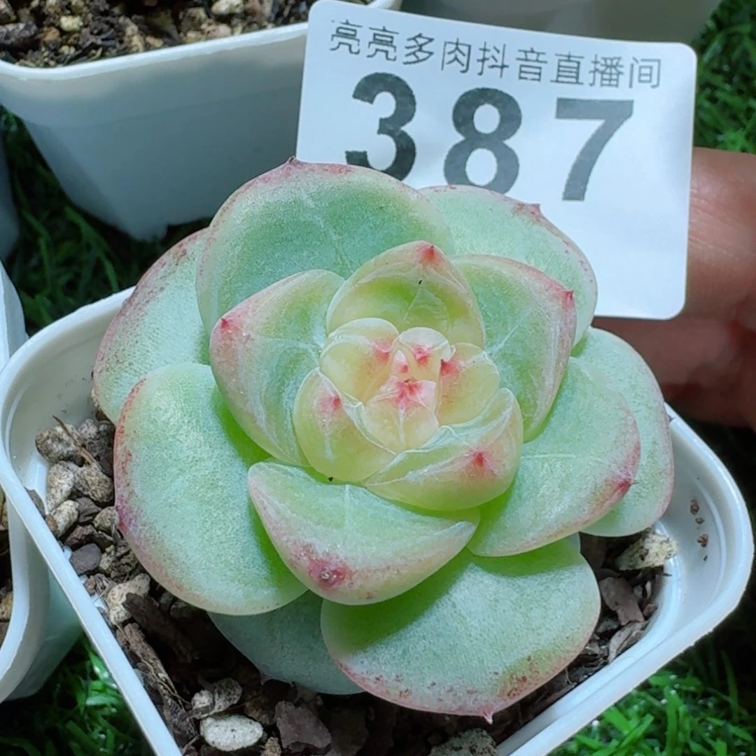 财富系列         精品多肉