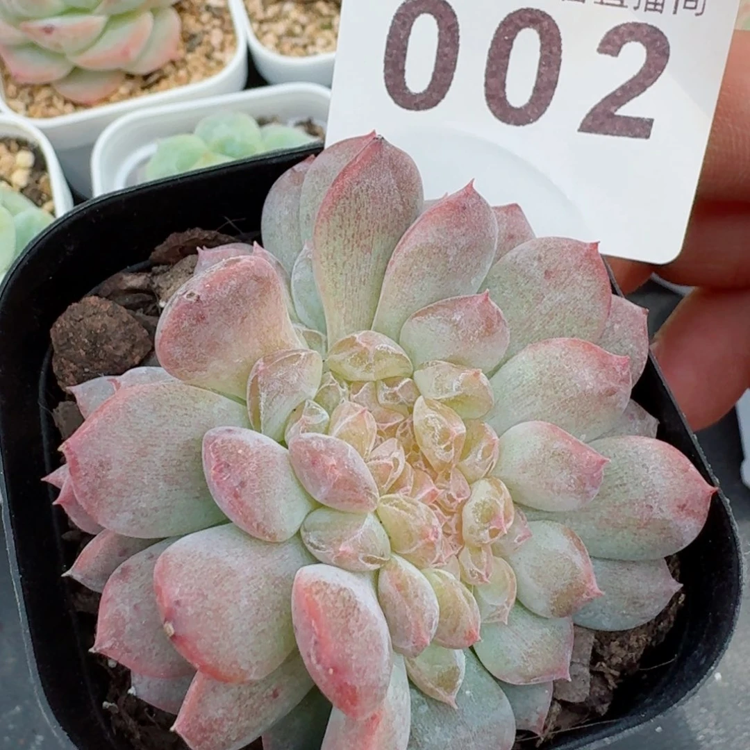 灯芯琥珀缀化         精品多肉