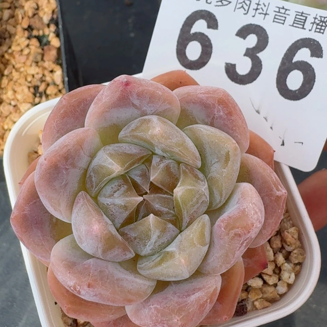 黄糯冰         精品多肉