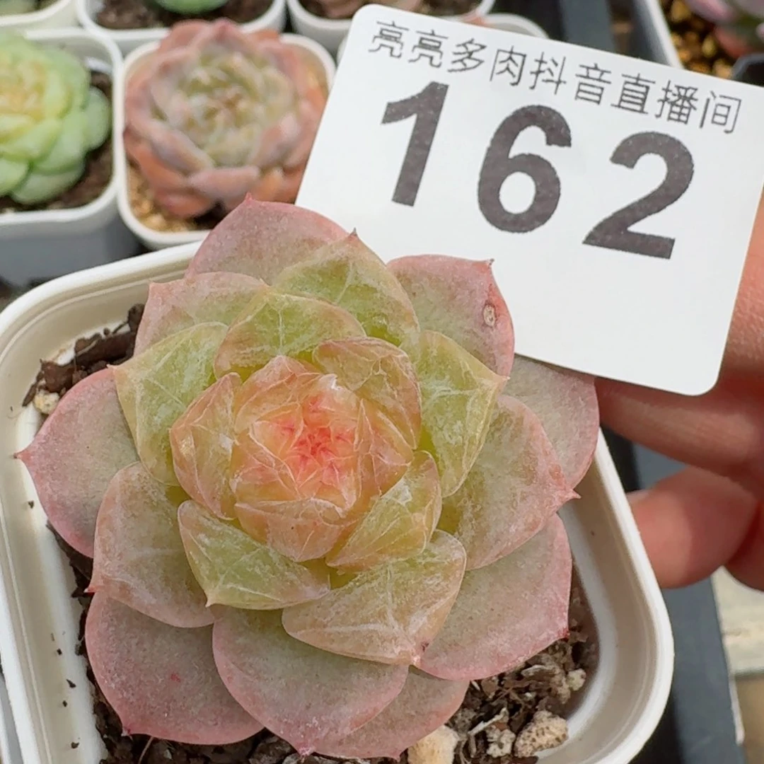 软糖         精品多肉