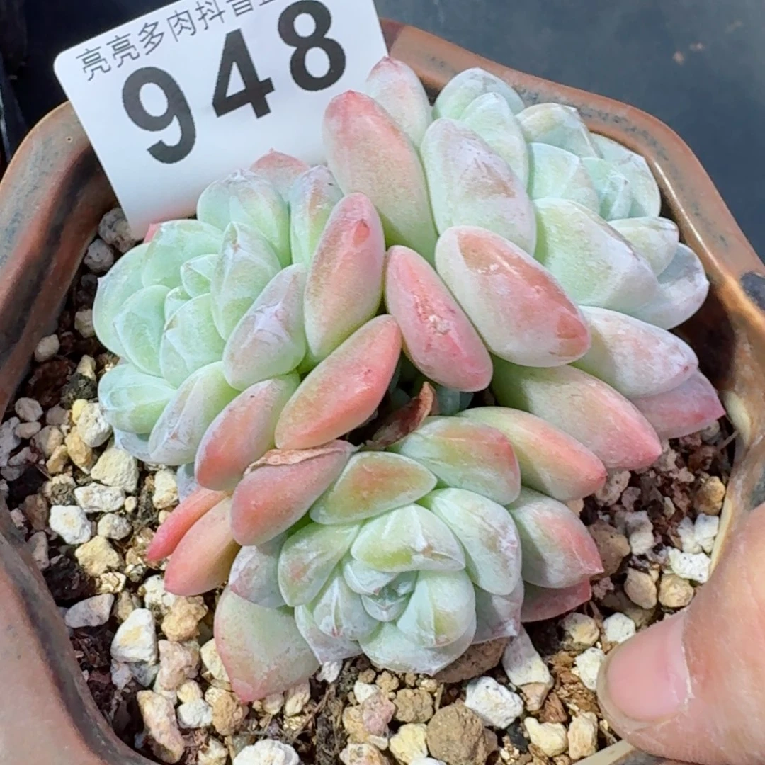 冰玉群生整装         精品多肉