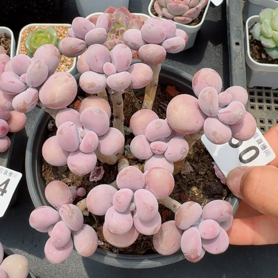 桃蛋老桩         精品多肉