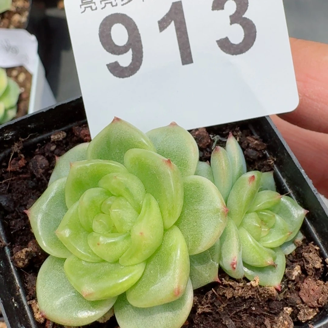 绿扇珍妮         精品多肉