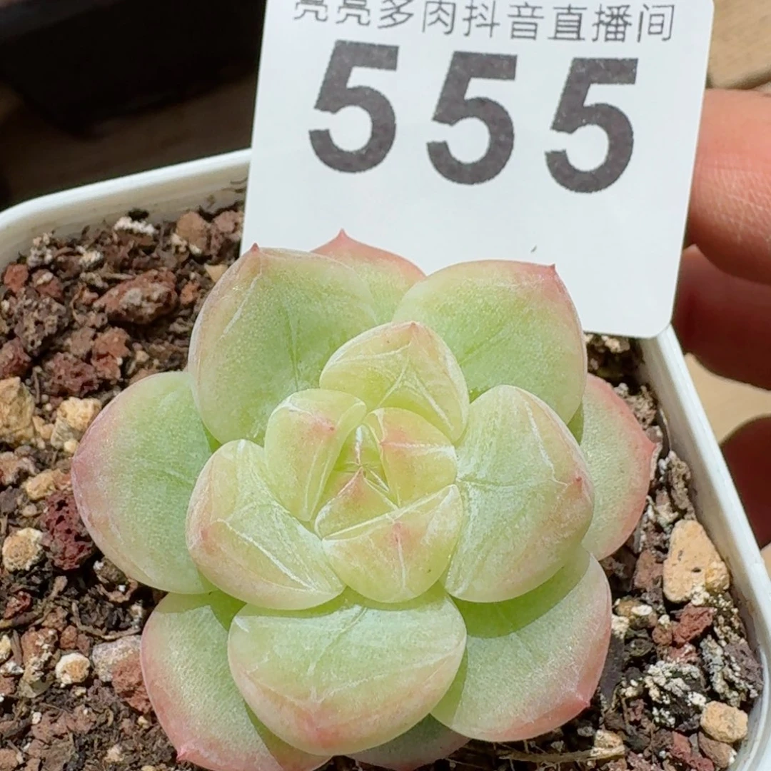 珍妮         精品多肉