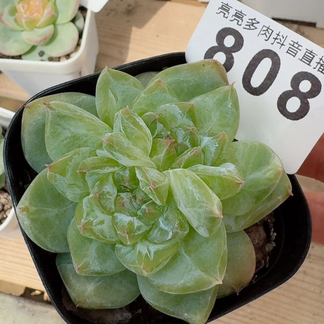 石化踏月       多肉植物