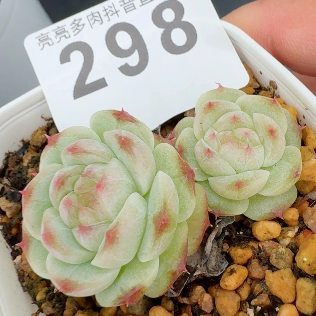 宝珠山茶         精品多肉