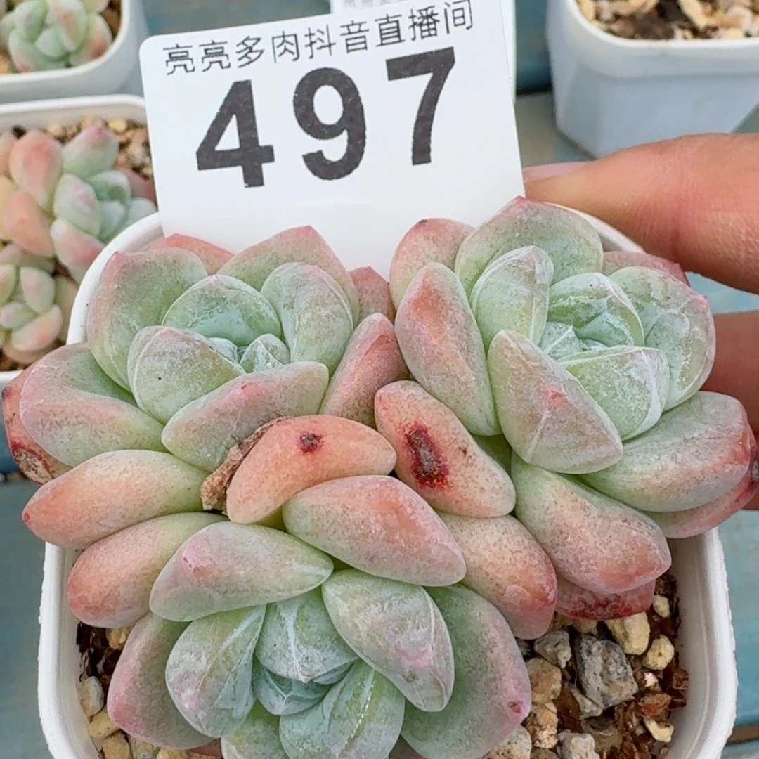 冰玉群生         精品多肉